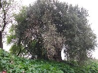 ivo di Motta-20110228 013